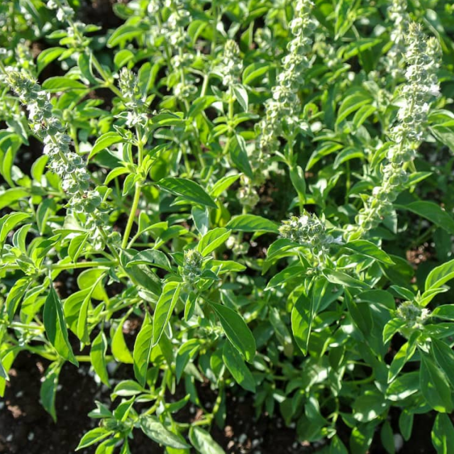 Basil Seedlings_Lemon
