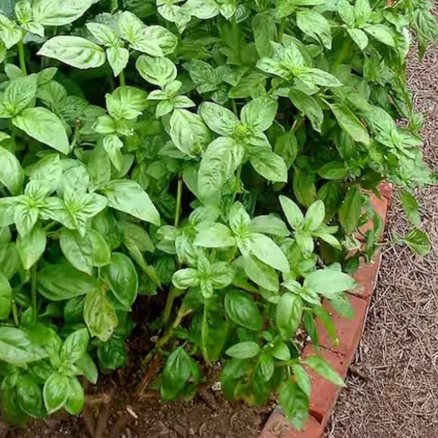 Basil Seedlings_Sweet
