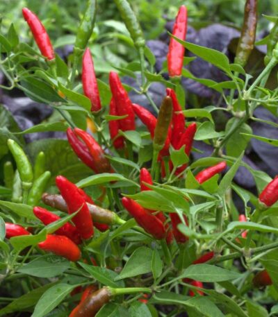 Birds Eye Chilli Seedlings