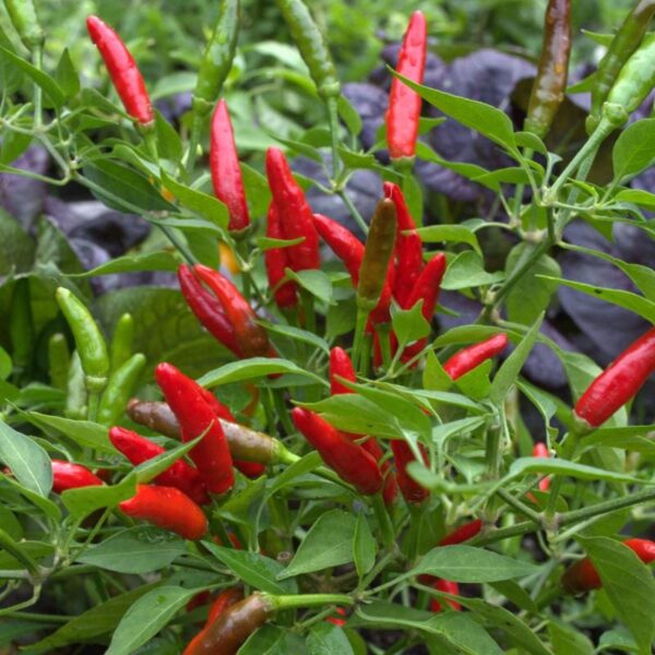 Birds Eye Chilli Seedlings