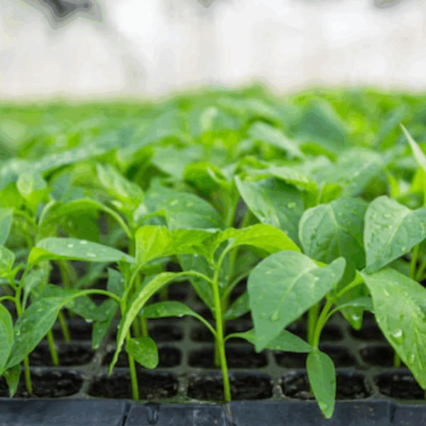 Habanero Chilli Seedling