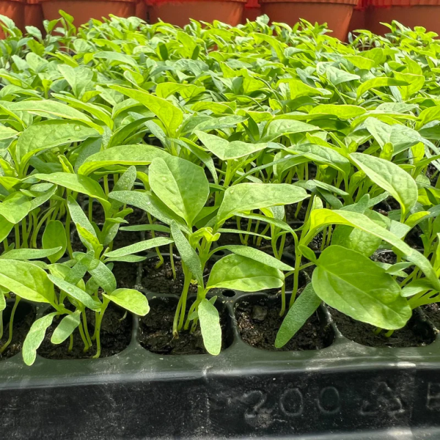 Spinach Seedlings