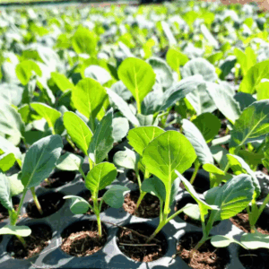 Victoria F1 Cabbage Seedlings