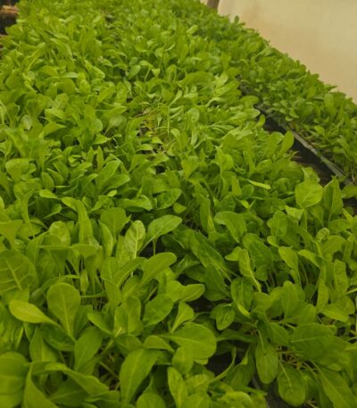 FordHook Giant Spinach Seedlings