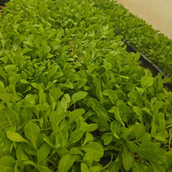 FordHook Giant Spinach Seedlings
