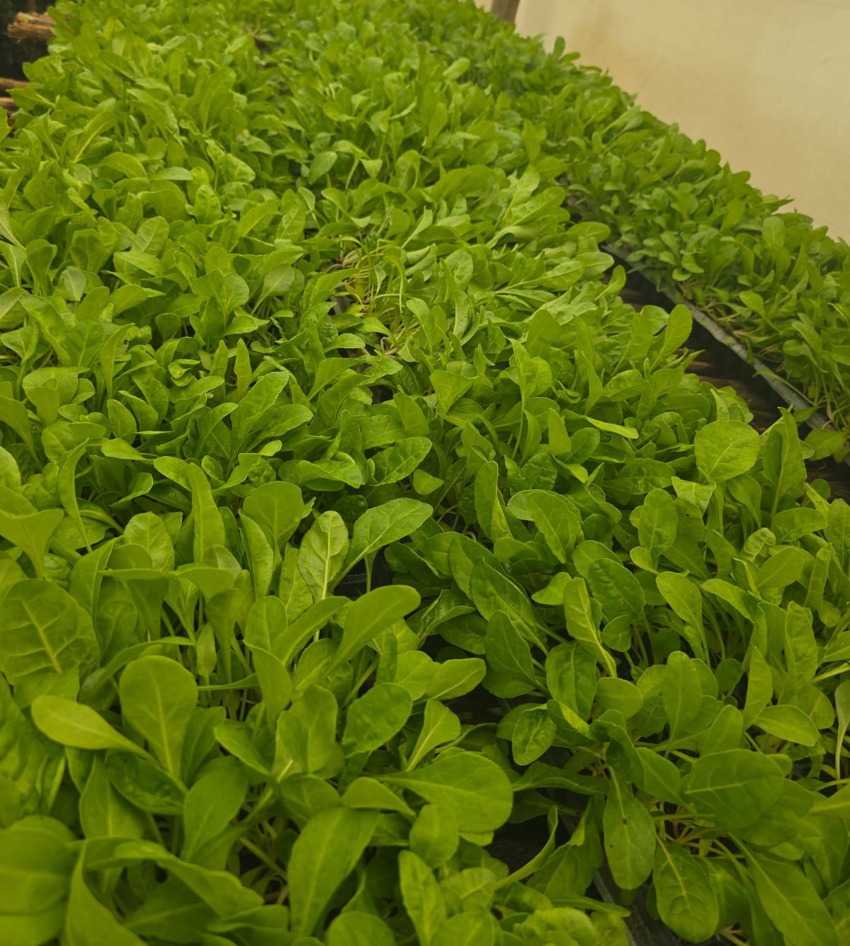 FordHook Giant Spinach Seedlings FordHook Giant Spinach Seedlings