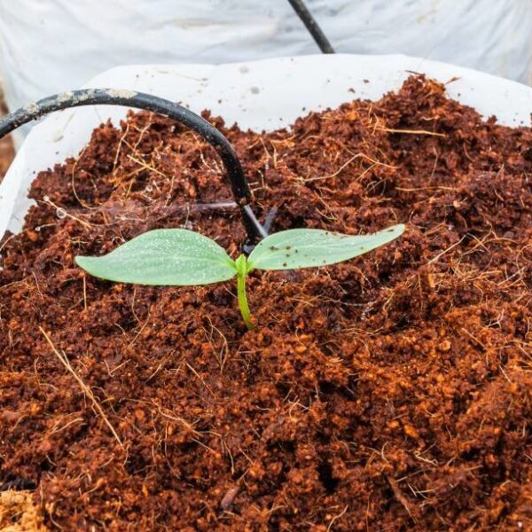 Coco-peat