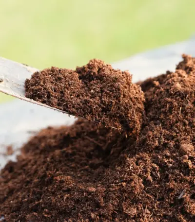 Peat moss