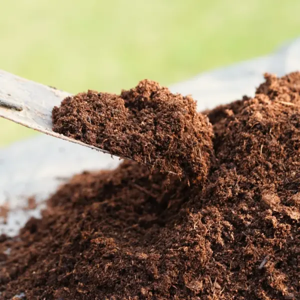 Peat moss