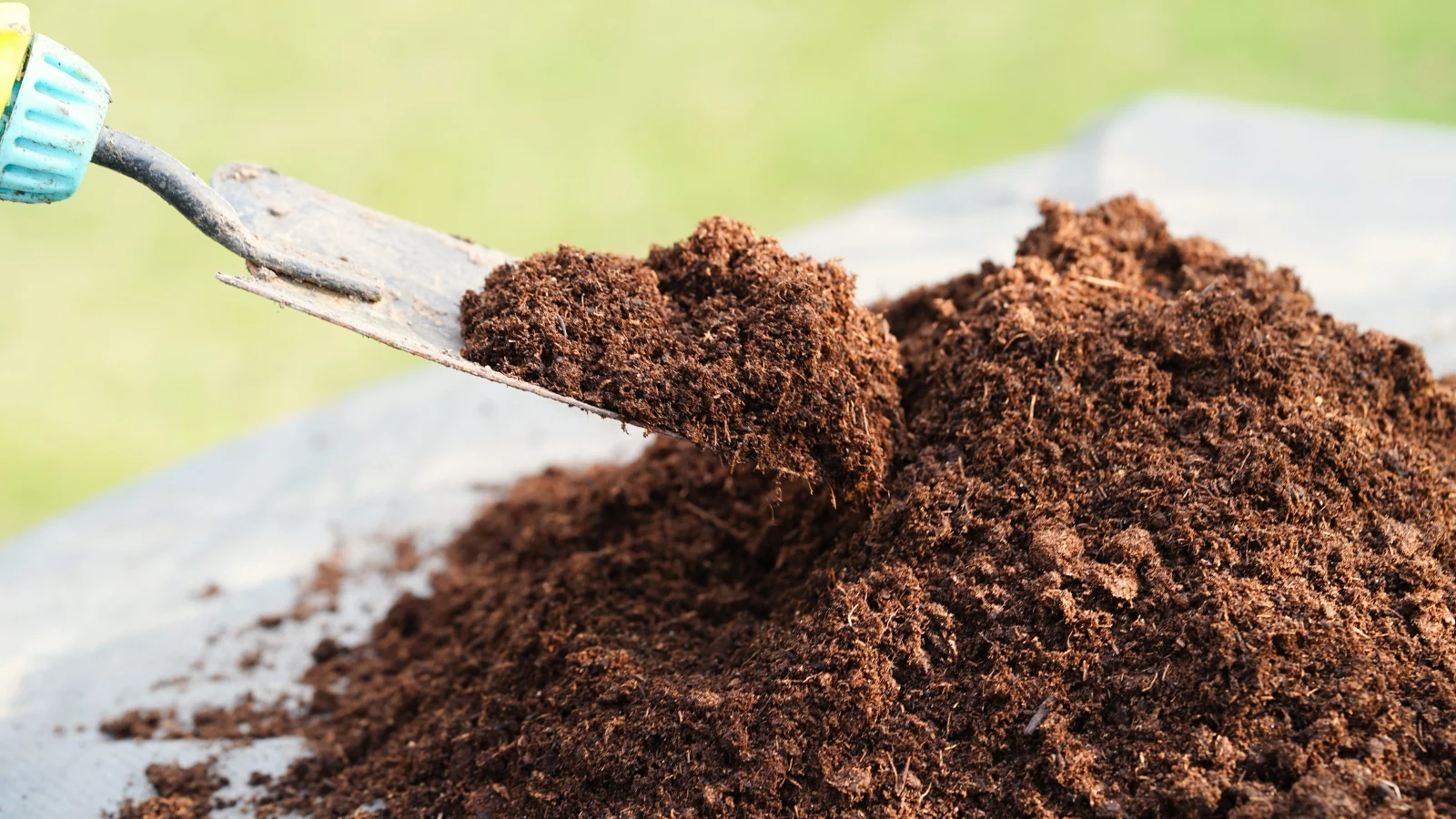 Peat moss Peat moss