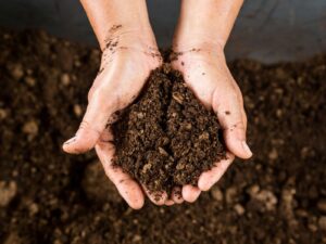 Peat moss