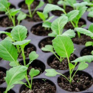 Collard Ahadi F1 Kales Seedlings