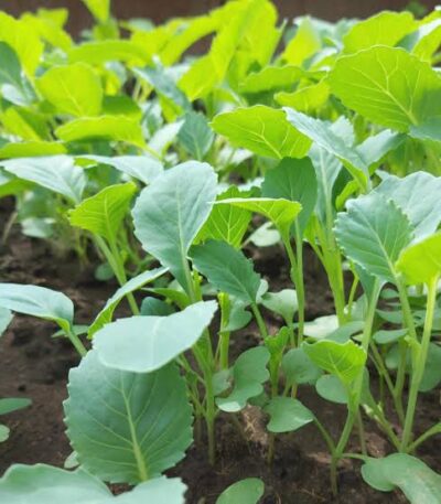 Spinner F1 Collards
