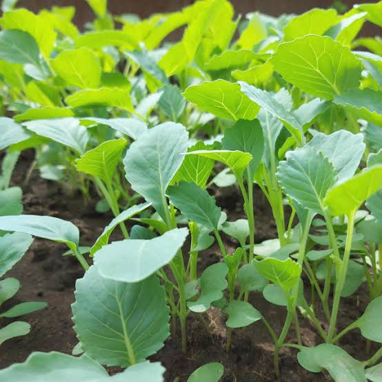 Spinner F1 Collards